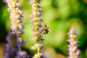 wild bees in urban pollinator garden investigate violet flower s for nectar room for text, shot in...