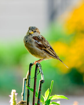 sparrow on a wire trelis in an urban garden bird is in profile looking left room for text shot in toronto's beaches neighbourhood