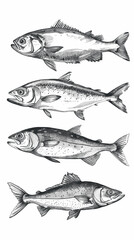 Fish sketch collection. Hand drawn vector illustration
