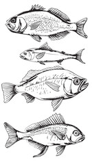 Fish sketch collection. Hand drawn vector illustration