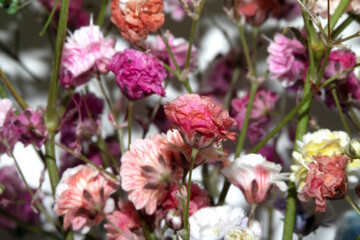 Pretty Floral Small Flowers Babies Breath On White Background for Weddings or Design