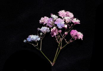 Pretty Floral Small Flowers Babies Breath On Black Background for Weddings or Design