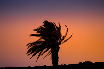 Beautiful orange sunset on the island of Lanzarote with palm tree. Paradise sunset. Sunset with palm tree, without people.