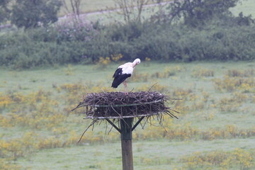 Weißstorch (Ciconia ciconia)