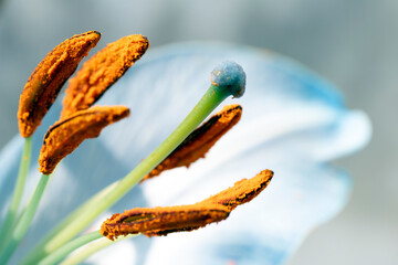 Fototapeta premium Close Up of Colourful Lily Flower of Lillies with Pollen and Petal