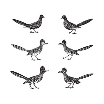 Roadrunner Bird of birds isolated Roadrunner roadrunner bird wildlife animal nature wild desert icon symbol runner road beak feather wilderness ornithology Californians lizard southwest vector