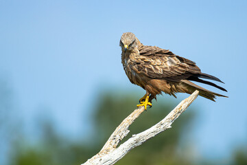 Black Kite resting on a branch