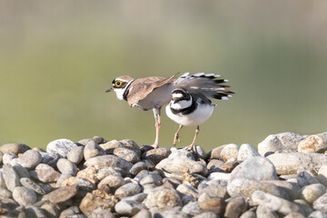 Little Ringed Plover mating together