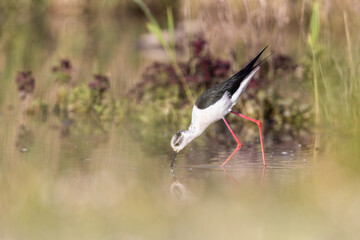 Black-winged Stilt in the morning light