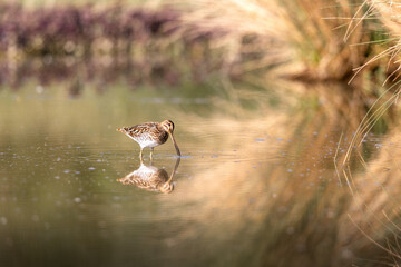 Common Snipe in the morning light