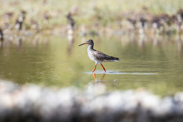Common Redshank