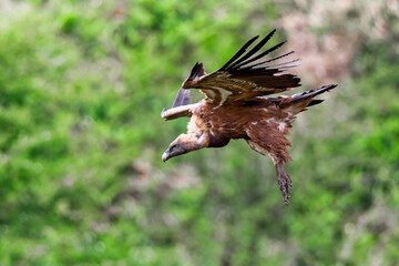 Griffon Vulture about to land