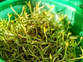 Sprouts or togek that are starting to grow