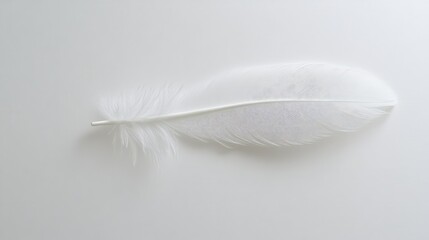 Obraz premium A blank white canvas with a single, subtle shadow of a feather, capturing the quiet impact of white surfaces.