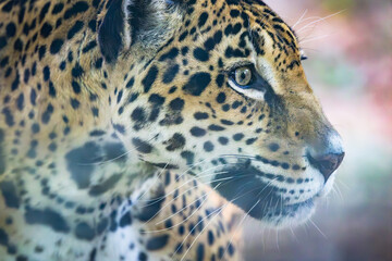 Jaguars live in a variety of habitats throughout South American and the jaguar seen here is at a zoo in Alabama.. 