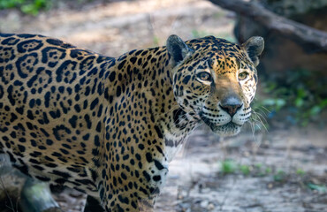 Jaguars live in a variety of habitats throughout South American and the jaguar seen here is at a zoo in Alabama.. 