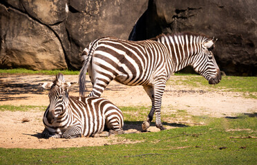 Obraz premium Grant's Zebra Laing in the dust on a hot day at a zoo in Alabama.