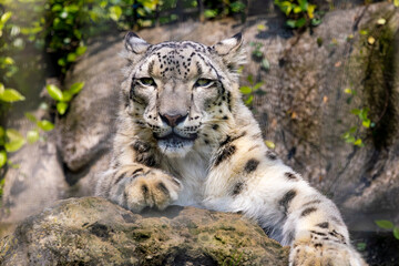 Exquisite Snow Leopard found wild in the Himalayas,  seen here searching for shade at a zoo in Alabama.