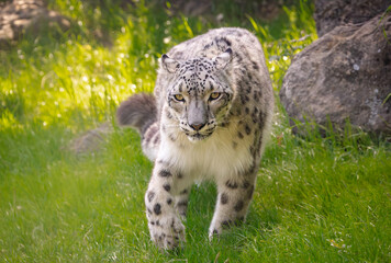 Exquisite Snow Leopard found wild in the Himalayas,  seen here searching for shade at a zoo in Alabama.