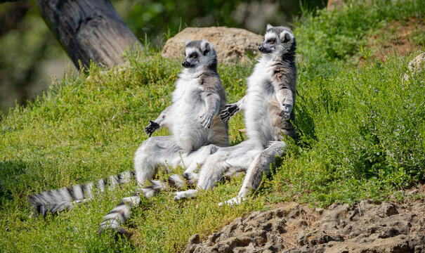 Funny antics from Ring-tailed lemurs native to Madagascar enjoying the morning sun at a zoo in Alabama.