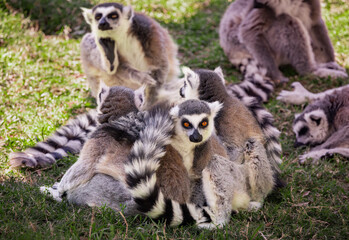 Funny antics from Ring-tailed lemurs native to Madagascar enjoying the morning sun at a zoo in Alabama.