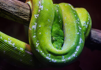 Fototapeta premium Beautiful Green-tree Python, coiled around a tree branch, native to tropical rain forests in Australia or New Guinea at a zoo in Alabama.
