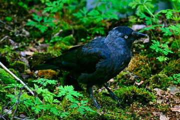 Obraz premium Western jackdaw // Dohle (Coloeus monedula) 