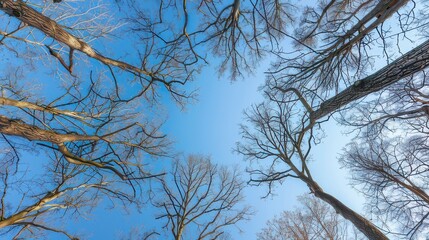 Fototapeta premium Bare Tree Branches Against Clear Blue Sky