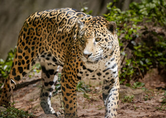 Jaguars live in a variety of habitats throughout South American and the jaguar seen here is at a zoo in Alabama.. 