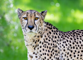Sub-saharan Cheetah posing for zoo patrons at a zoo in Alabama.