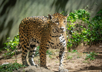Jaguars live in a variety of habitats throughout South American and the jaguar seen here is at a zoo in Alabama.. 