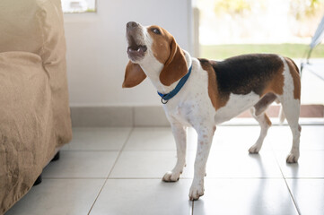 Howling beagle breed dog