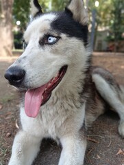 Portrait of Husky