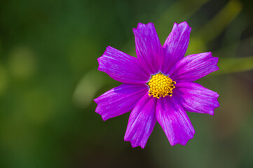 Obraz premium flower in the garden