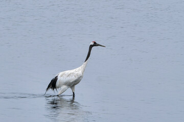 Japanese crane in water