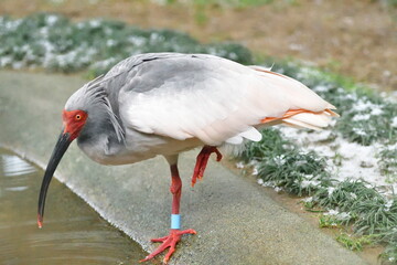 トキ（新潟県）