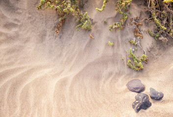 texture of the sand of a dune beach blown by the wind, with plants growing in the sand and volcanic rocks, copy space