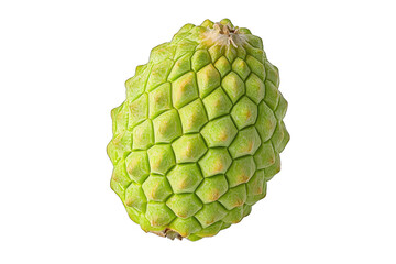 Fototapeta premium A fresh green cherimoya fruit showcasing its unique hexagonal skin and vibrant color, perfect for tropical produce collections.