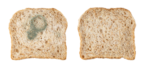 Whole grain bread slices fresh baked and with growing mold isolated on white background.