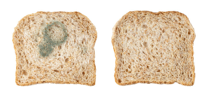 Whole grain bread slices fresh baked and with growing mold isolated on white background.
