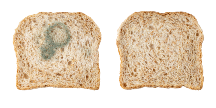 Whole grain bread slices fresh baked and with growing mold isolated on white background.