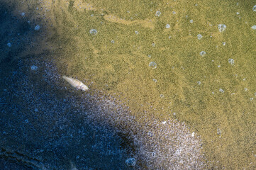 Baltic Sea Day. World Pollution Prevention Day. UN Climate Change Conference. lot of dead fish on the shore. Estonia, Baltics