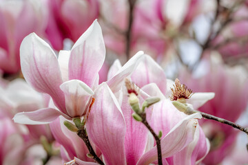 Obraz premium Magnolia Sulanjana flowers with petals in the spring season. beautiful pink magnolia flowers in spring, selective focusing.