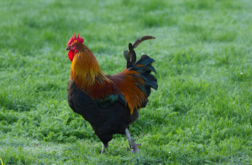 colorful magnificent rooster in the grass, colorful rooster in the morning sun, rooster in the wet gras