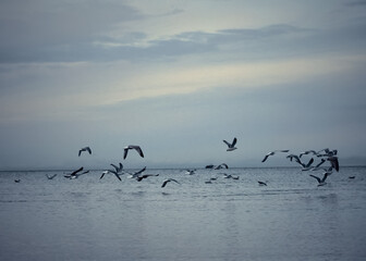 Beautiful scene of seagulls at a beach flying above sea shore in moody day