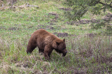 Black Bear in Yellowstone National Park Wyoming in Springtime