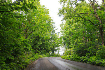 Obraz premium A Serene Drive Through Nature’s Green Canopy