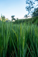 Dew-Kissed Rice Paddies_Vertical