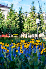 Obraz premium flowers in the garden