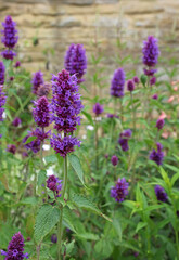 Naklejka premium Bed of Anise Hyssop plants, Derbyshire England